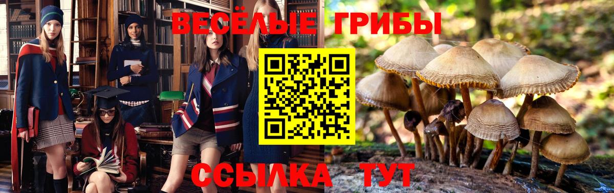 дарнет шоп  Вход с VPN  Вичуга  Галлюциногенные грибы Magic Shrooms 